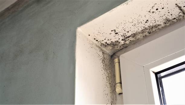  Pearl Beach, MI Mold Removal Pros