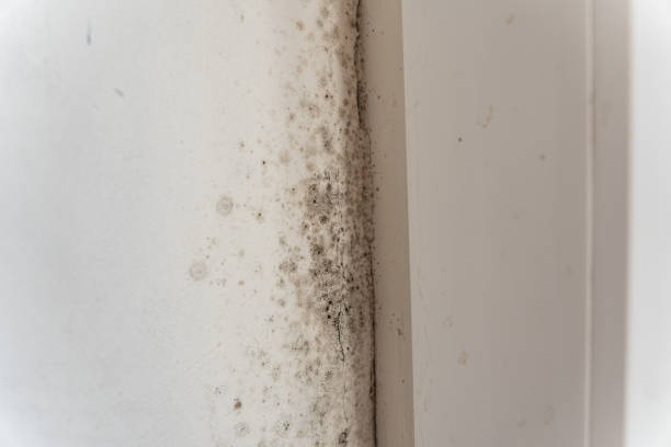 Best Industrial Mold Remediation  in Pearl Beach, MI